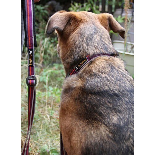 Correa Urbana para Perro WILD ASTER Violeta Ollydog