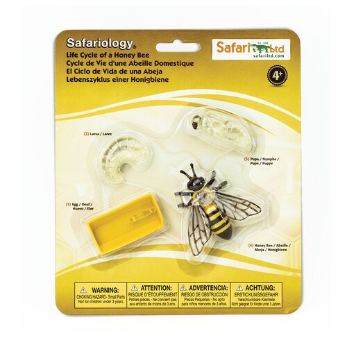 Figura Del Ciclo De La Vida De La Abeja Safari Ltd.