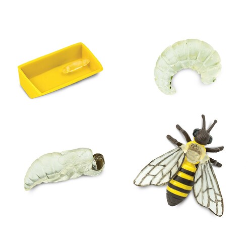 Figura Del Ciclo De La Vida De La Abeja Safari Ltd.