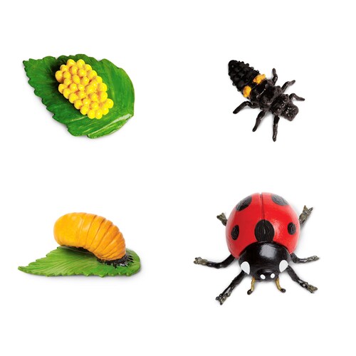 Figura Del Ciclo De La Vida De La Catarina Safari Ltd.