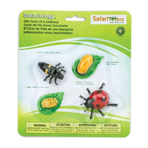 Figura Del Ciclo De La Vida De La Catarina Safari Ltd.