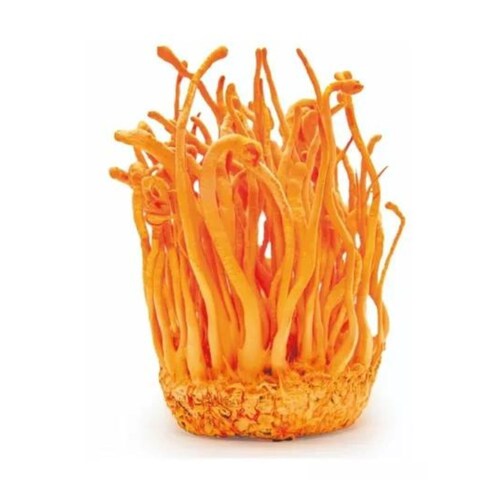 Hongo Adaptógeno Cordyceps 50g Commons Polvo 100% Orgánico