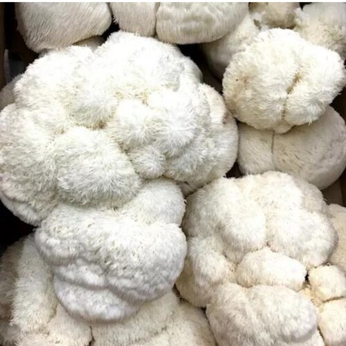 Hongo Adaptógeno Melena De León Lion's Mane 50g Commons