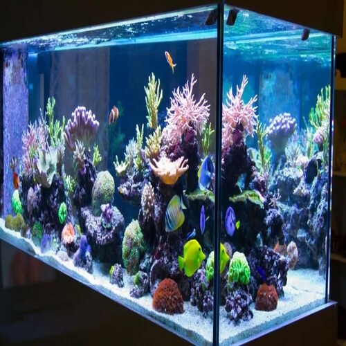 Pecera 2.50x40x 50 600 Litros Vidrio Acuario Marino O Dulce