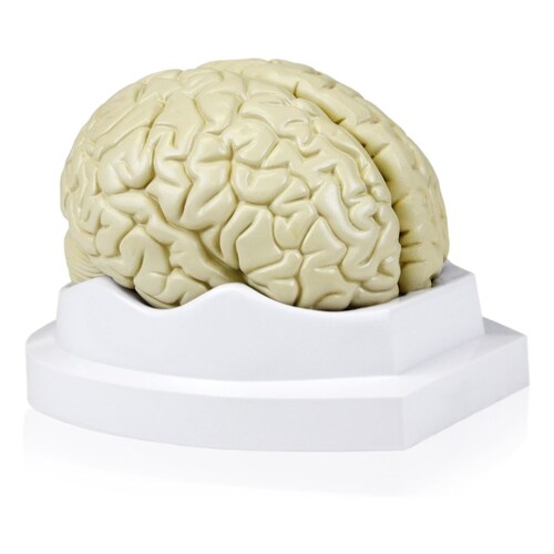 Modelo de Cerebro Humano Walter Products B10401-3: Tamaño Real en 3 Partes, 6 x 5 x 7.5 pulgadas