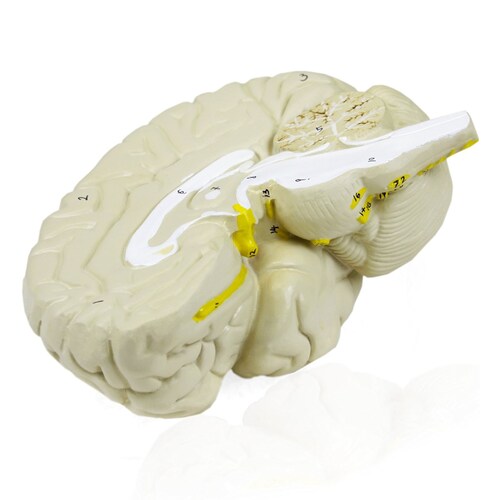 Modelo de Cerebro Humano Walter Products B10401-3: Tamaño Real en 3 Partes, 6 x 5 x 7.5 pulgadas