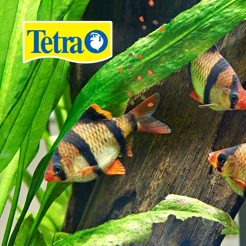 TETRA PRO GOLDFISH CRISP 3 OZ (86 G)