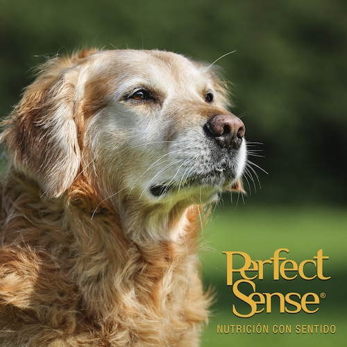 Perfect Sense Senior para Perros Mayores a 7 Años de todas las Razas de 15 Kilos