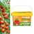 Planta Mini Tomates para Niños.