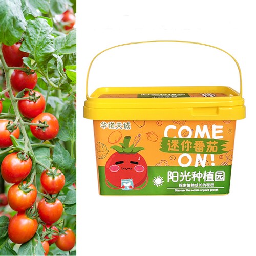 Planta Mini Tomates para Niños.