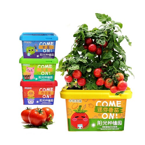 Planta Mini Tomates para Niños.