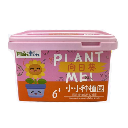 Planta Girasol Pequeña para Niños.