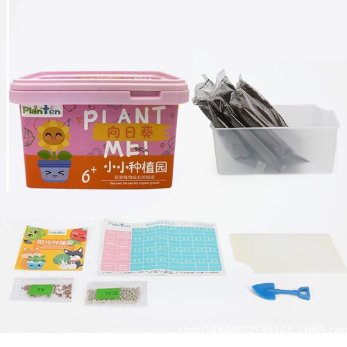 Planta Girasol Pequeña para Niños.