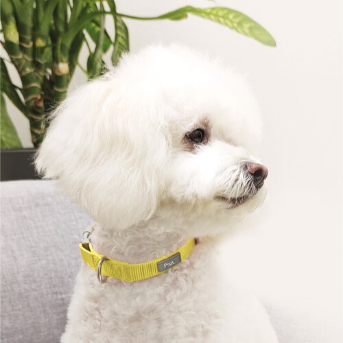 Collar para Perro Ajustable Extra Chico XS Petit de Color Amarillo.