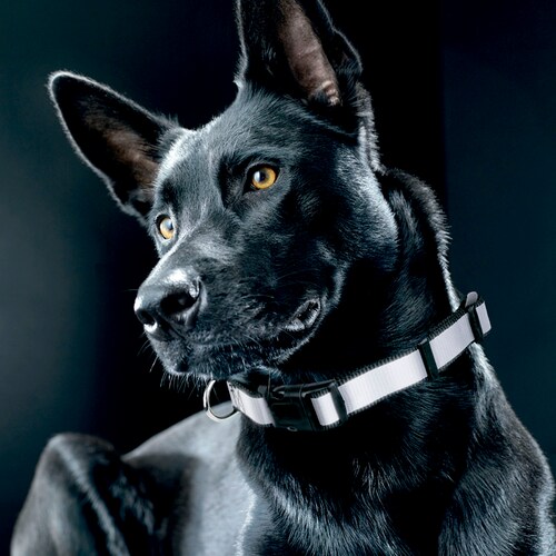 Collar Reflectante para Perro Extra Grande Petit Negro con Banda Reflejante.