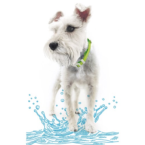 Collar para Perro Mediano Petit Resistente al Agua Azul.