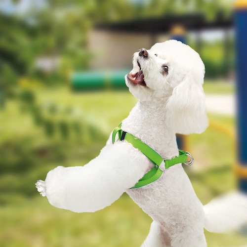 Arnés Tipo Americano para Perro Ajustable Grande Petit Verde.