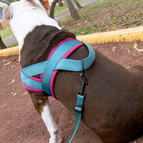 Arnés Tipo Noruego para Perro Ajustable Chico Petit Azul.