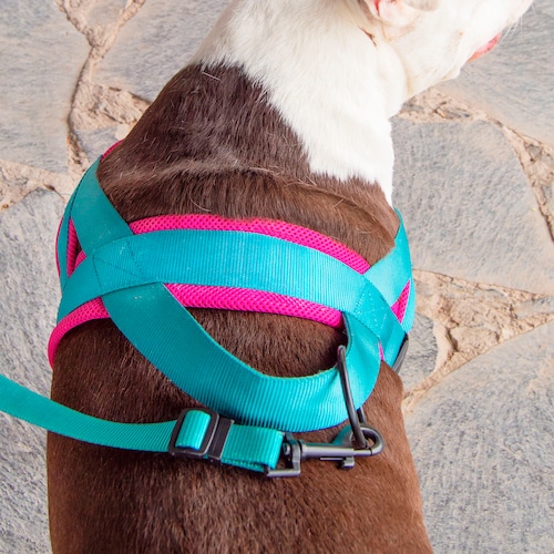 Arnés Tipo Noruego para Perro Ajustable Chico Petit Azul.