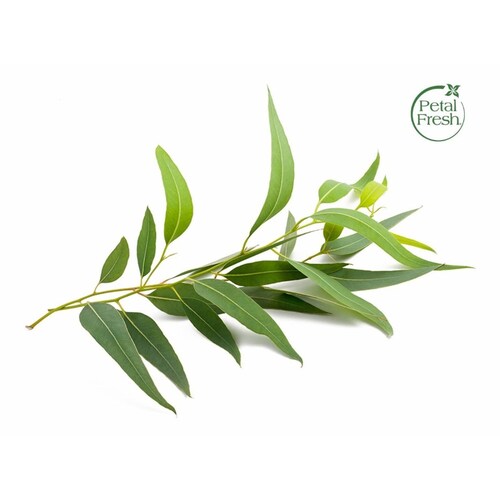 Petal Fresh Shampoo  Tea Tree Árbol De Te Vigoriza y Calma