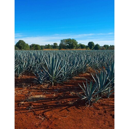 Pack de 4 Destilado de Agave Rancho Escondido Tamarindo 1 L 