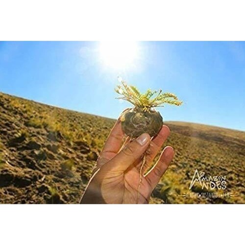 Amazon Andes - Cápsulas De Raíz De Maca Roja Gelatinizada