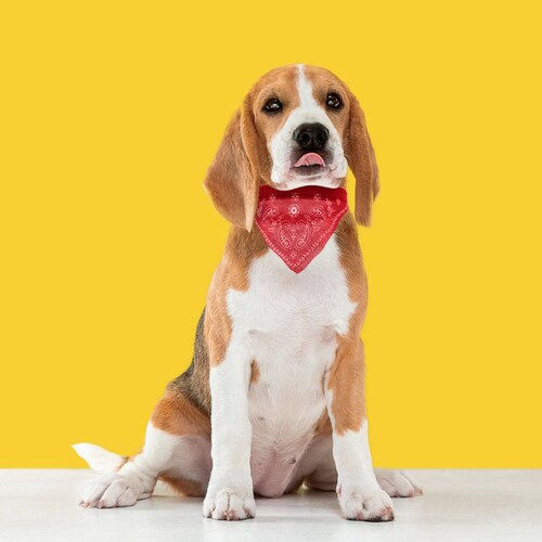Correa Collar Para Perro / Gato Raza Grande Pañuelo Paliacate Color  3 Pzas