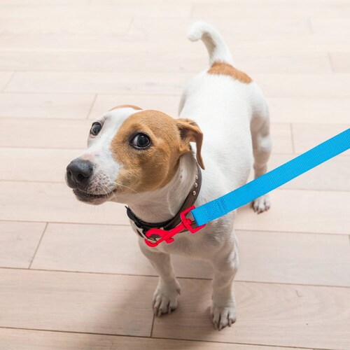 Correa Mediana Para Perro Resistente Color Fluorescentes 120 cm de Largo Con Clip Giratorio
