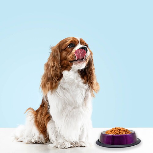 Plato Tazón Recipiente Comedero 226.76 gr Alimentacion para Perros De Aluminio Antiderrapante Chico Pets
