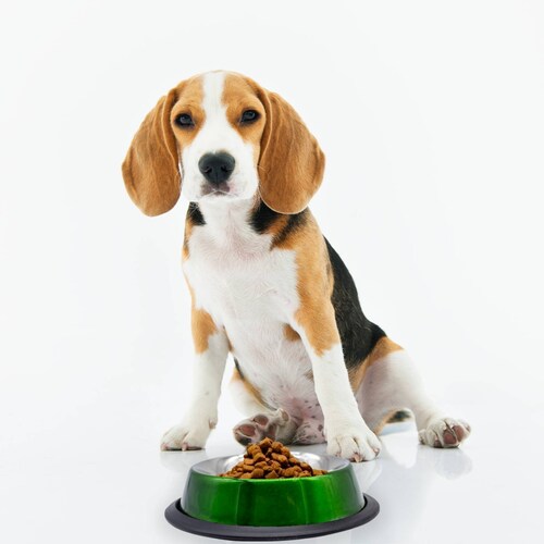 Plato Tazón Recipiente Comedero 226.76 gr Alimentacion para Perros De Aluminio Antiderrapante Chico Pets