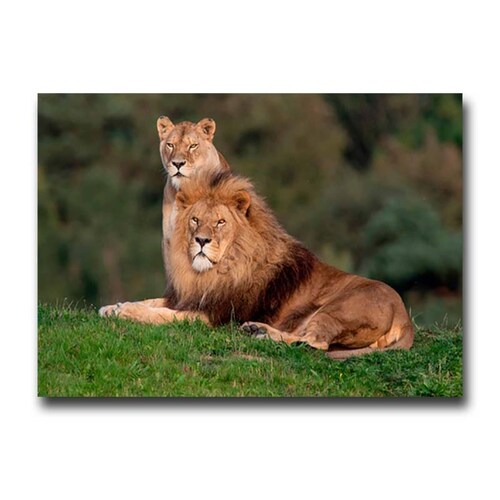 Cuadro Decorativo Canvas Paisaje Pareja de Leones