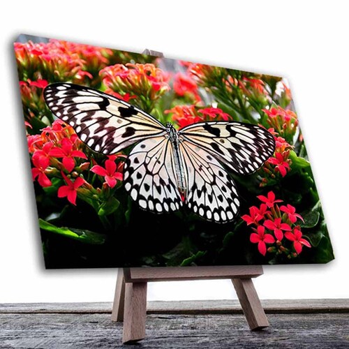 Cuadro Decorativo Canvas Paisaje Mariposa blanca sobre flores rojas de 120 X 80 cm.