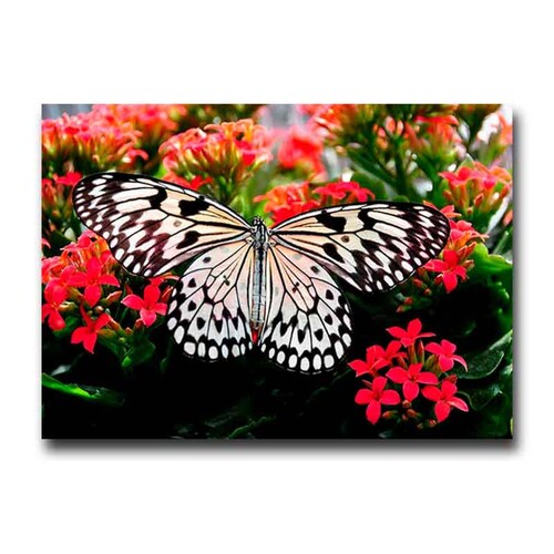 Cuadro Decorativo Canvas Paisaje Mariposa blanca sobre flores rojas de 120 X 80 cm.