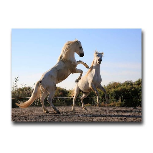 Cuadro Decorativo Caballos Blancos 120 X 60 cm.
