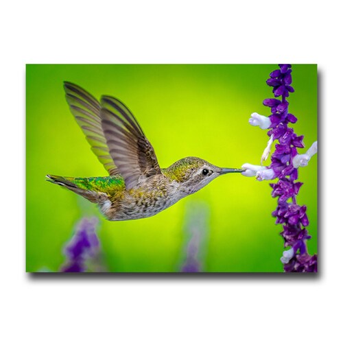 Cuadro Decorativo Canvas Ave Colibrí 90 X 60 cm  #12