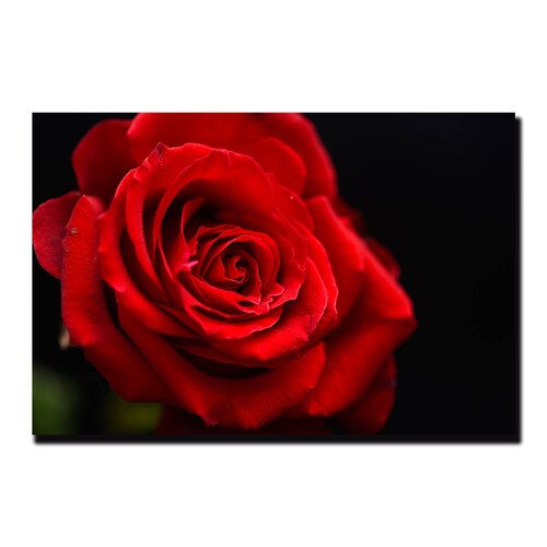 Cuadro Decorativo Rosa Blanco Y Negro Con Vivos Rojos #37 90 X 60.
