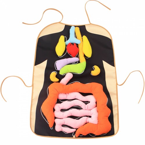 Delantal Mandil Anatomía Juguete Didáctico Ciencia Escolar