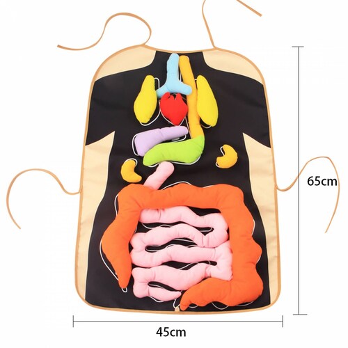Delantal Mandil Anatomía Juguete Didáctico Ciencia Escolar