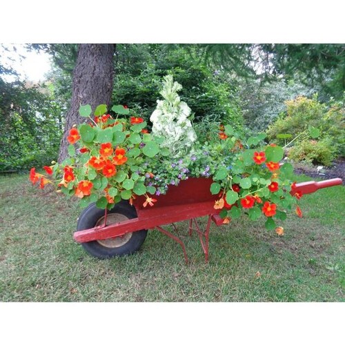  Venta de Carretillas baratas, MXWWD-002-7, 0.16m3, 105L, Llanta Reforzada, Concha C.20, Rojo, WheelbarrowRed