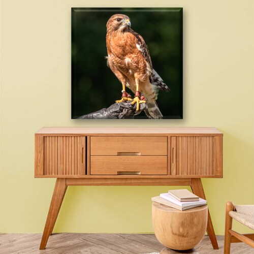 Cuadro Canva Decorativo Águila En Pose 80X80 cm