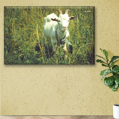 Cuadro Canva Decorativo Cabra Pastando 90X60 cm