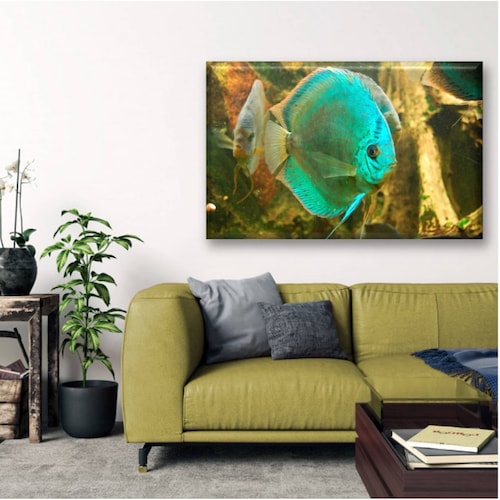 Cuadro Canva Decorativo Pez De Agua Dulce Exótico 60X40 cm