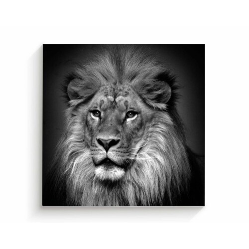 Cuadro Decorativo Canvas León Blanco y negro 70x70