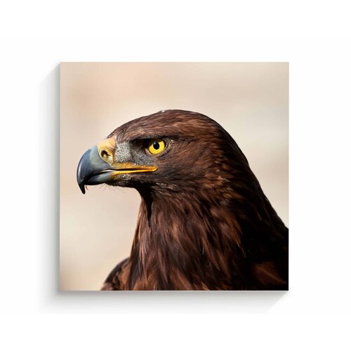 Cuadro Decorativo Canvas Águila real  70x70
