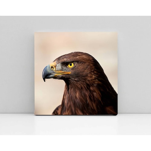 Cuadro Decorativo Canvas Águila real  70x70
