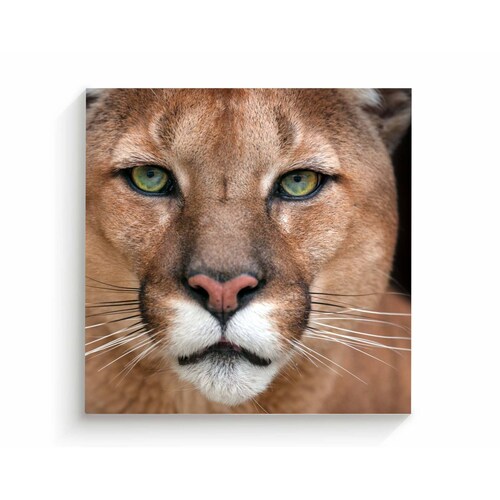 Cuadro Decorativo Canvas retrato de Puma 50x50