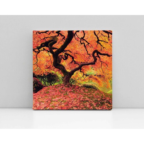 Cuadro Decorativo Canvas Magnífico Árbol Naranja 30x30