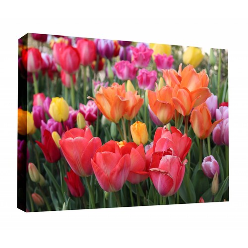 Cuadro Decorativo Canvas Campo de tulipanes 150x100