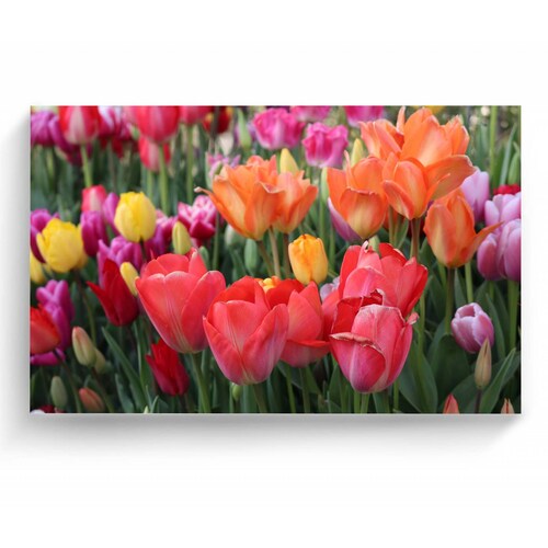 Cuadro Decorativo Canvas Campo de tulipanes 150x100