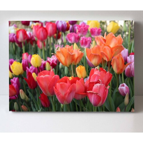 Cuadro Decorativo Canvas Campo de tulipanes 150x100